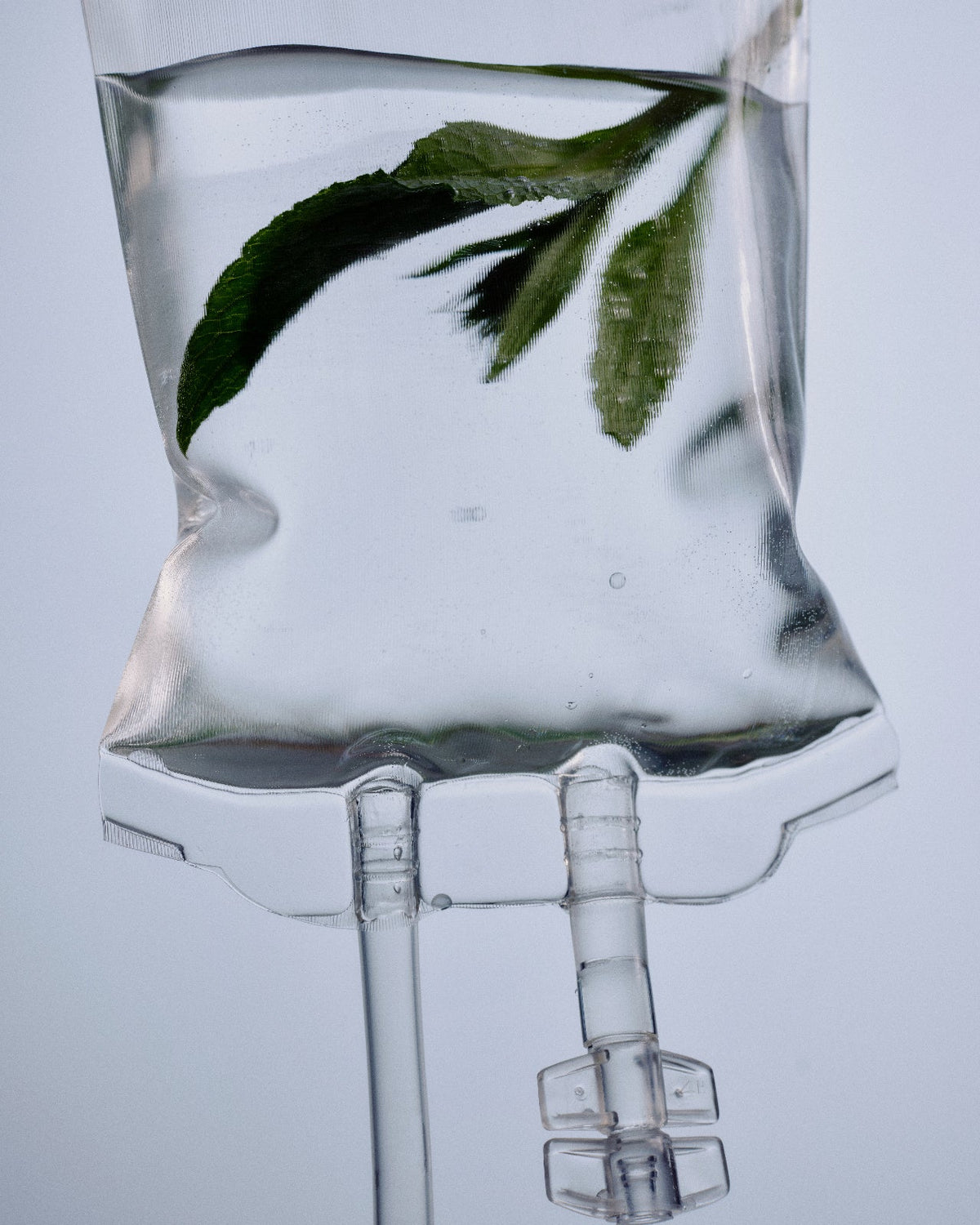 Green leaves suspended in a clear liquid-filled bag.