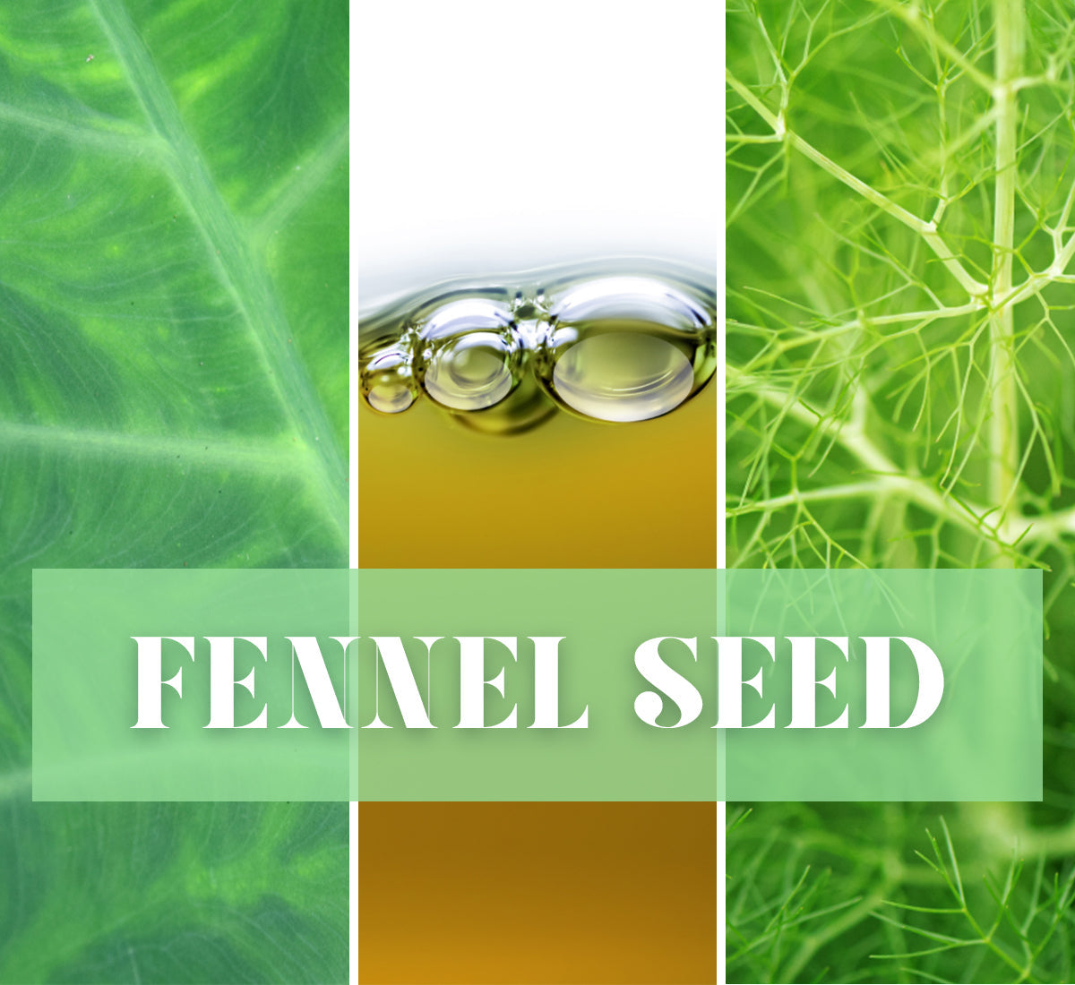 X-ray image of Fennel seed, Image of oil bubble, close up of a leaf
